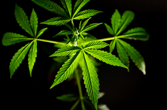 Cannabis Stecklinge vs Cannabis Samen