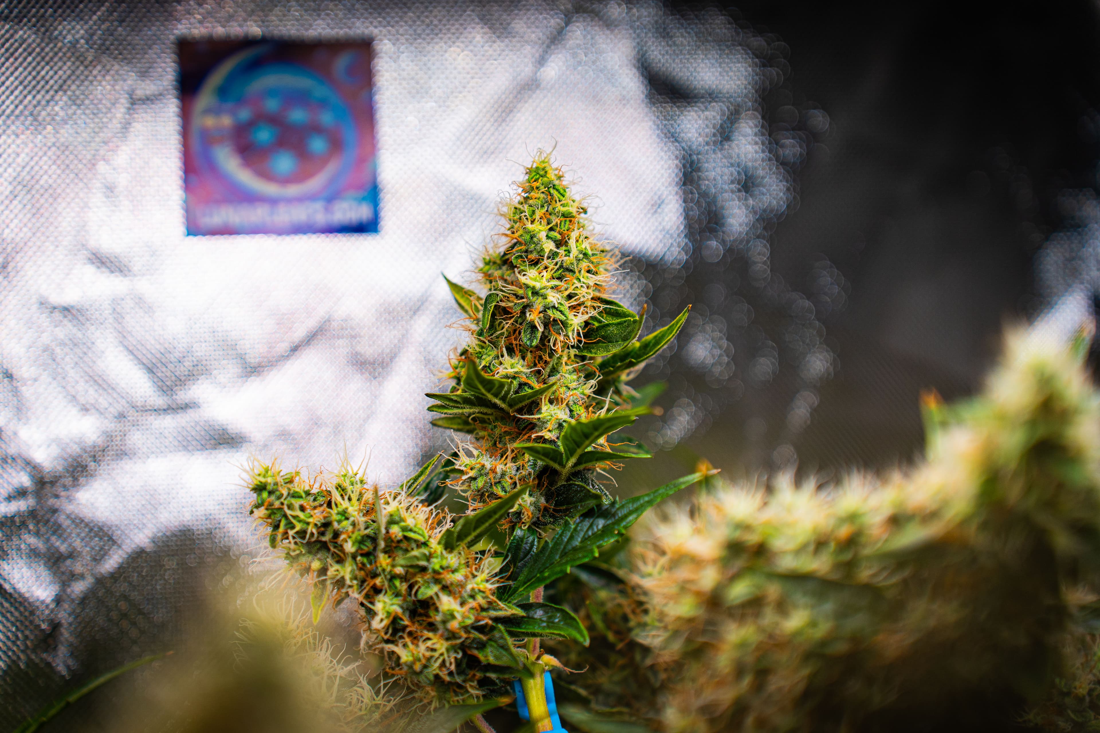 Optimales Licht für Cannabis: Die Wissenschaft hinter dem Wachstum