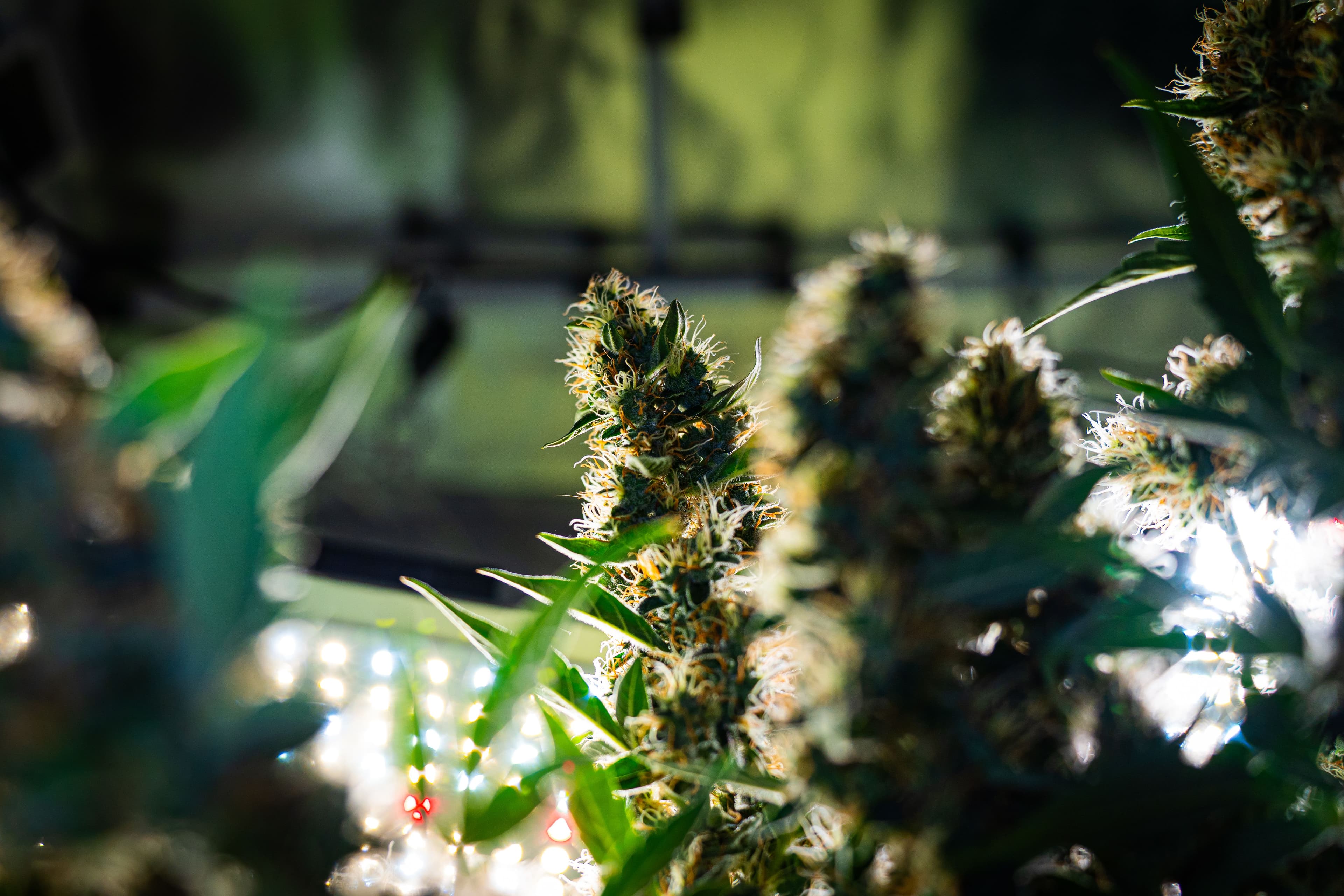 Pistillen von Cannabis