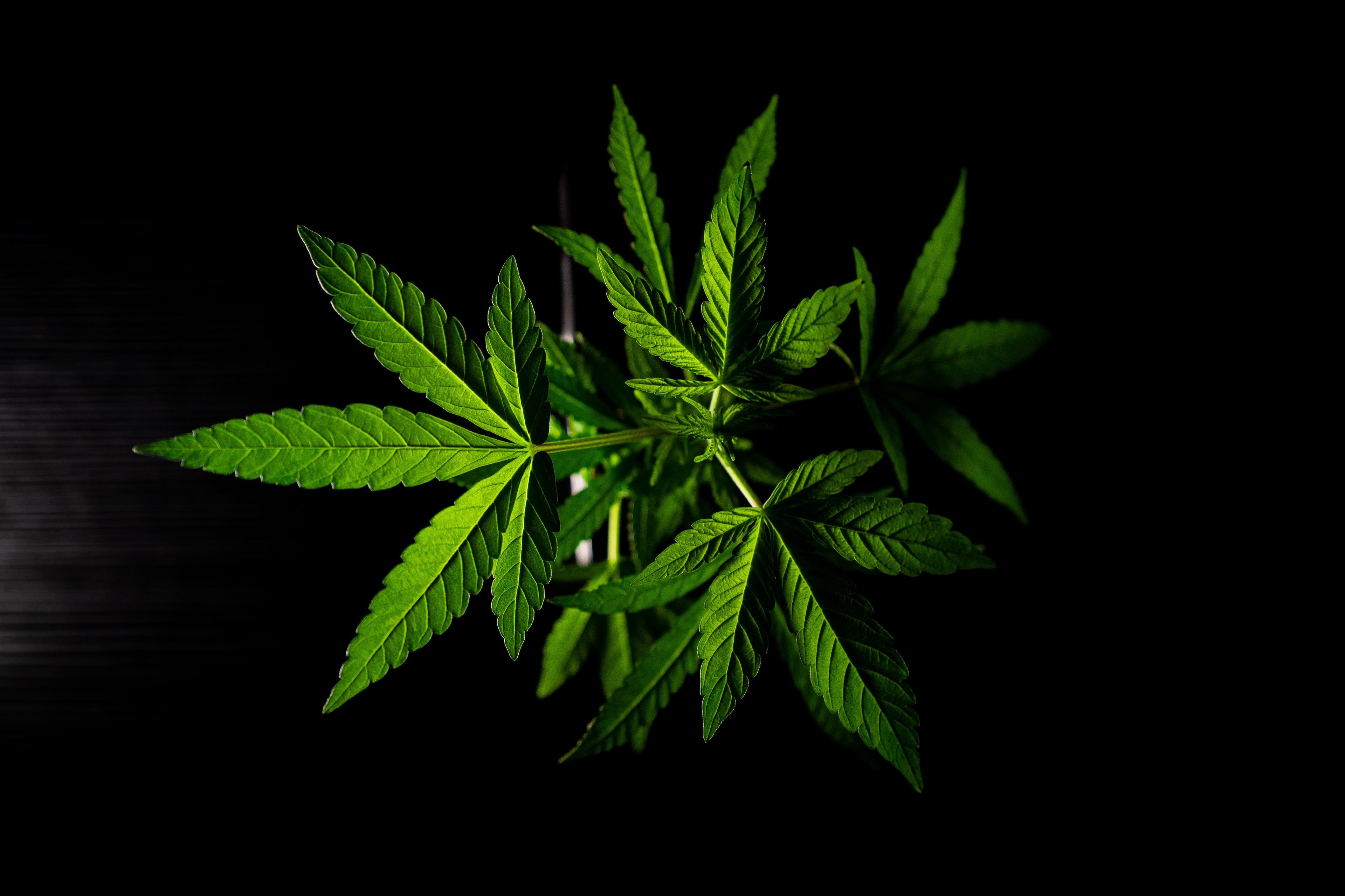 Indoor Grow Anleitung