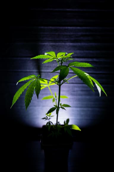 Alien OG Steckling thumbnail 1