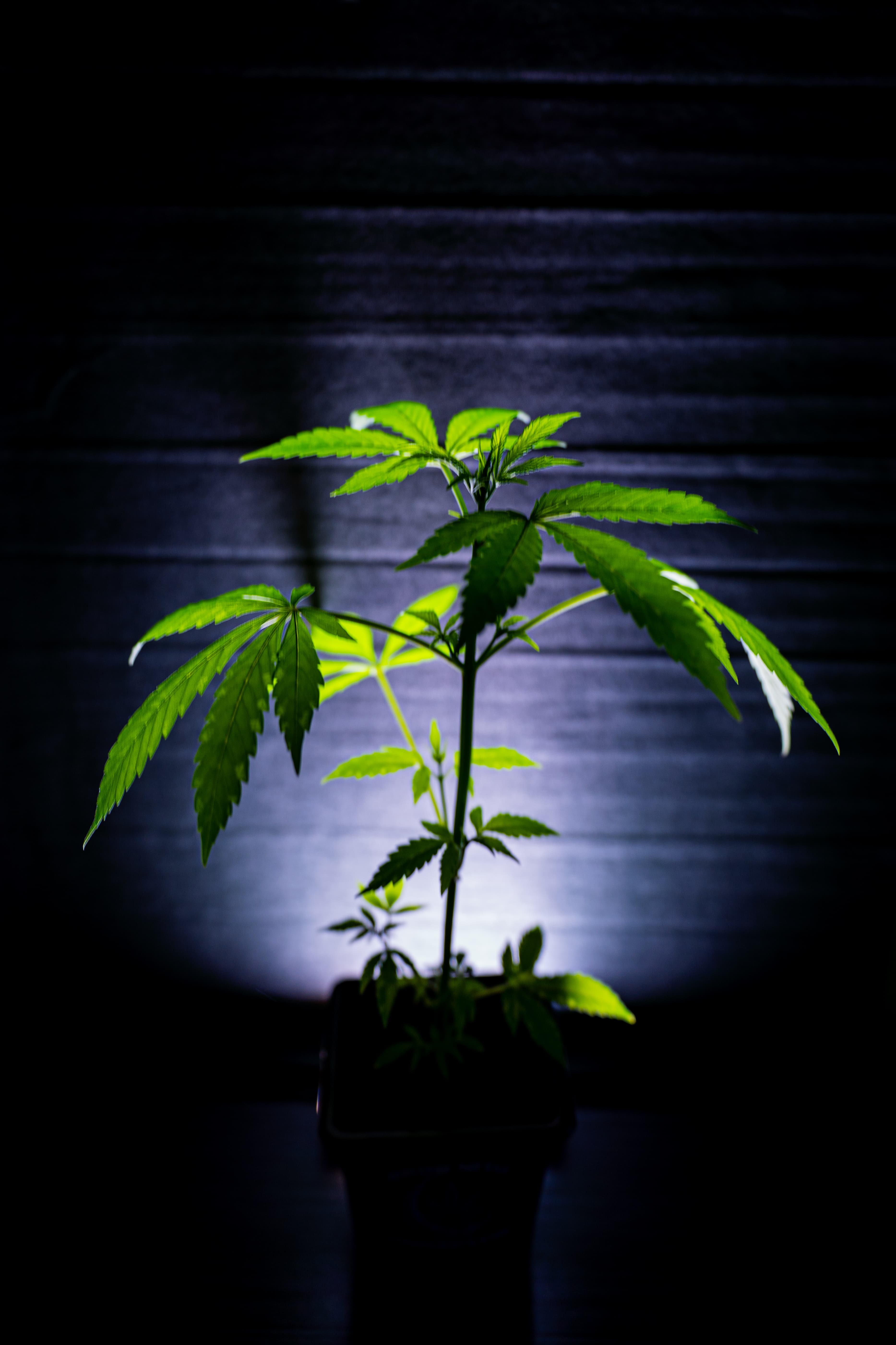 Alien OG Steckling