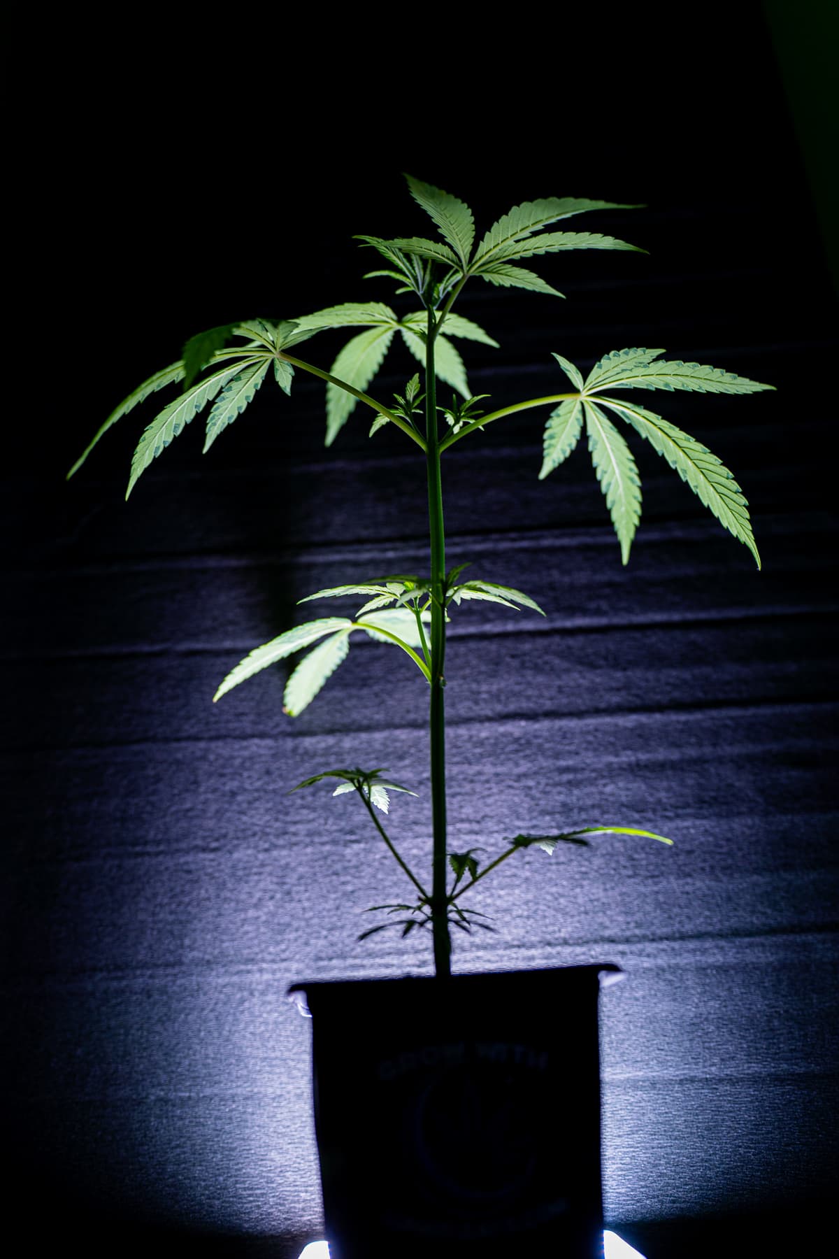 Pineapple Poison Steckling - Image 1