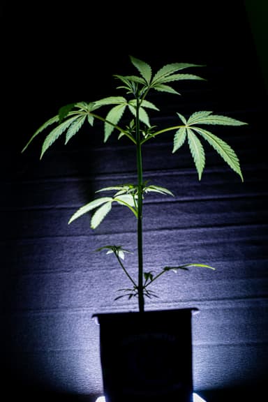 Pineapple Poison Steckling thumbnail 1