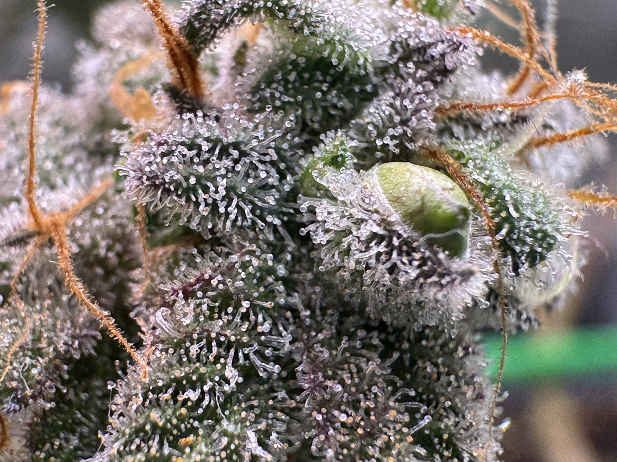 Makroaufnahme einer Rubedo F1 Blüte mit vielen Trichomen