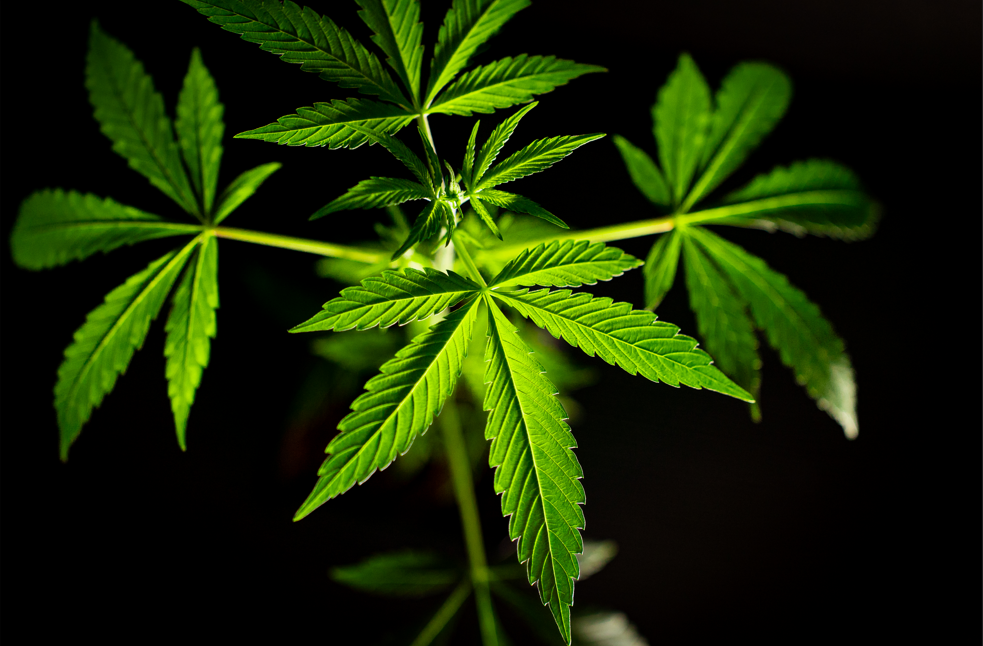 Cannabis Stecklinge vs Cannabis Samen